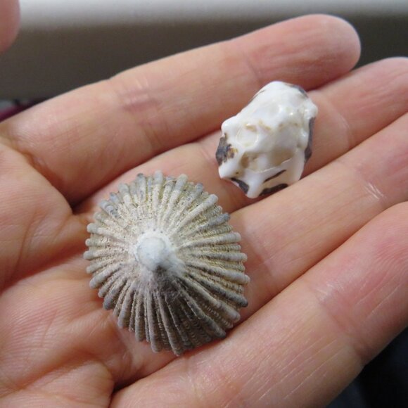 REAL sea shells & blue tumbled glass in NEW glass jar w seal & lid (+2 pounds) - Picture 7 of 16